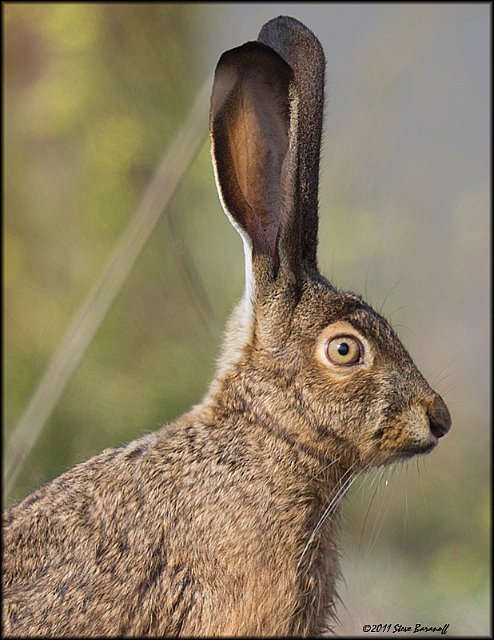 _1SB0155 hare portrait.jpg - Jack Rabbit